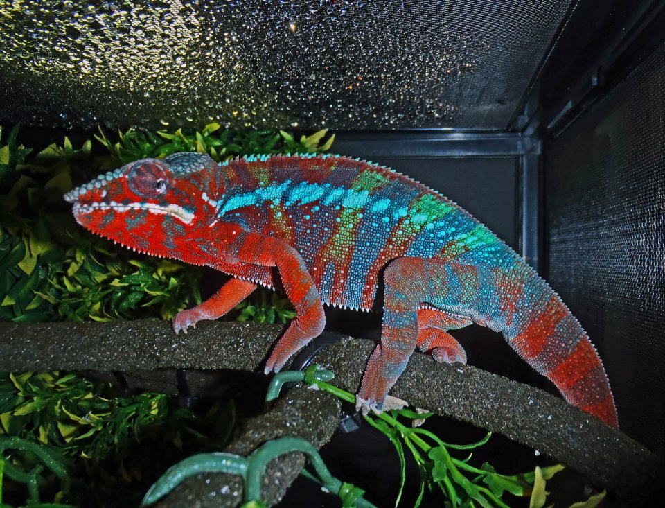 Ambilobe