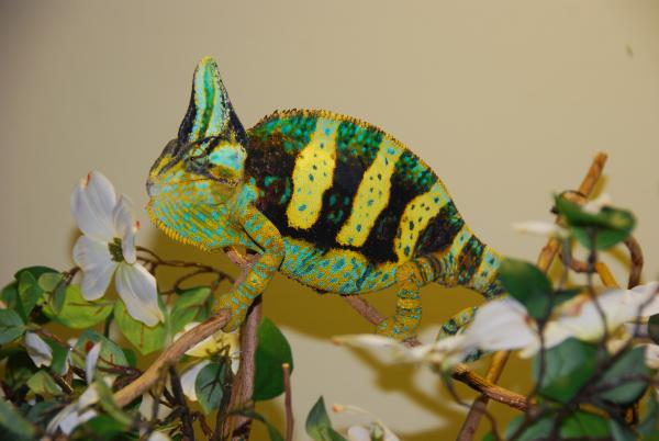 Amos 14 and 1/2 months old 163 grams 7/4/15   #027