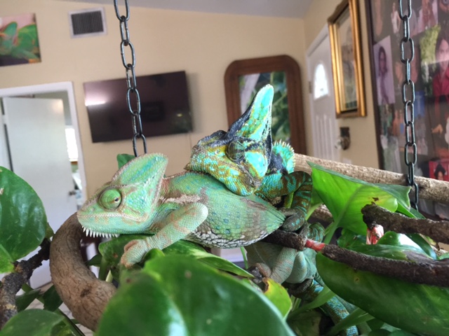 Amos and Fiona mating 4/20/17