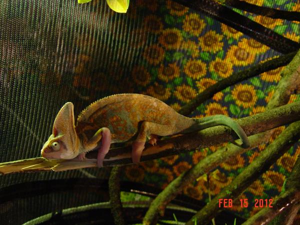 And here we have the household chameleon in his native habitat.