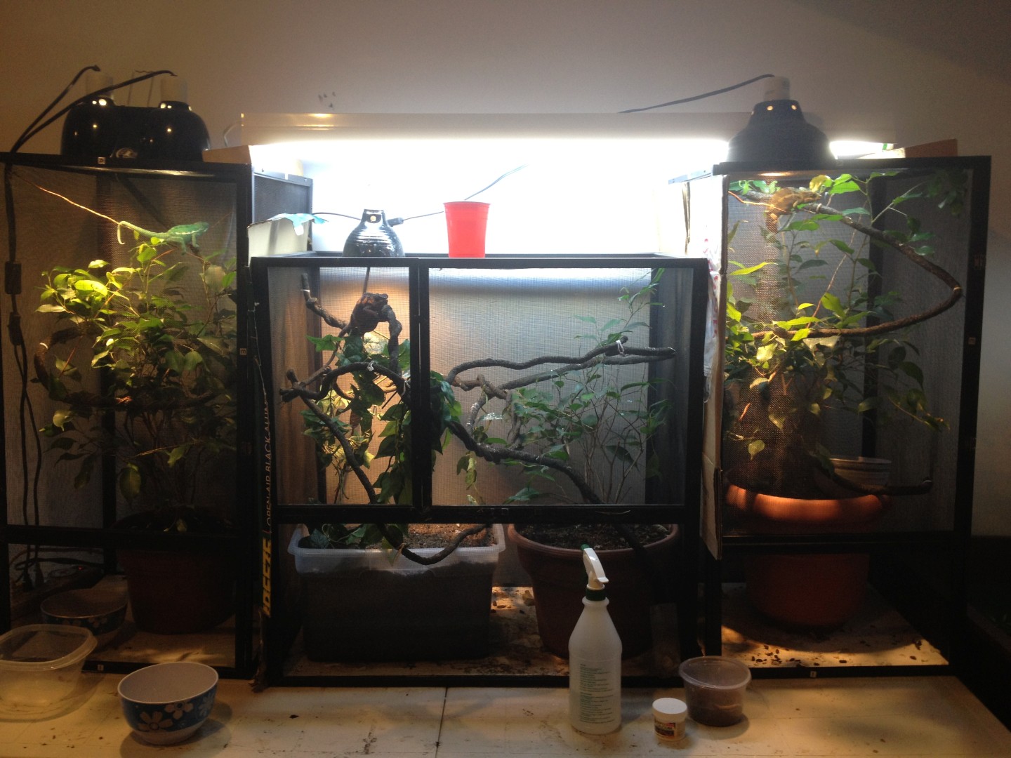 And Picture Of My Cages