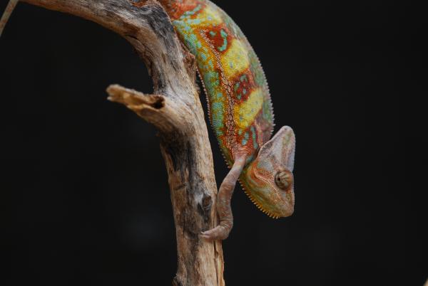 Andy 7 3/4 months old and 50 grams 12/7/14   #1071
