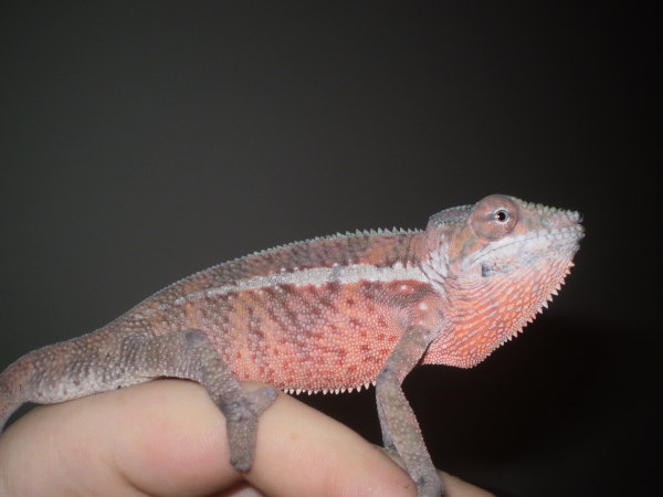 Ankaramy Male From Chameleon Company