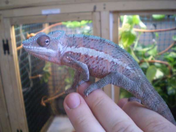 Ankaramy male sired by Axel