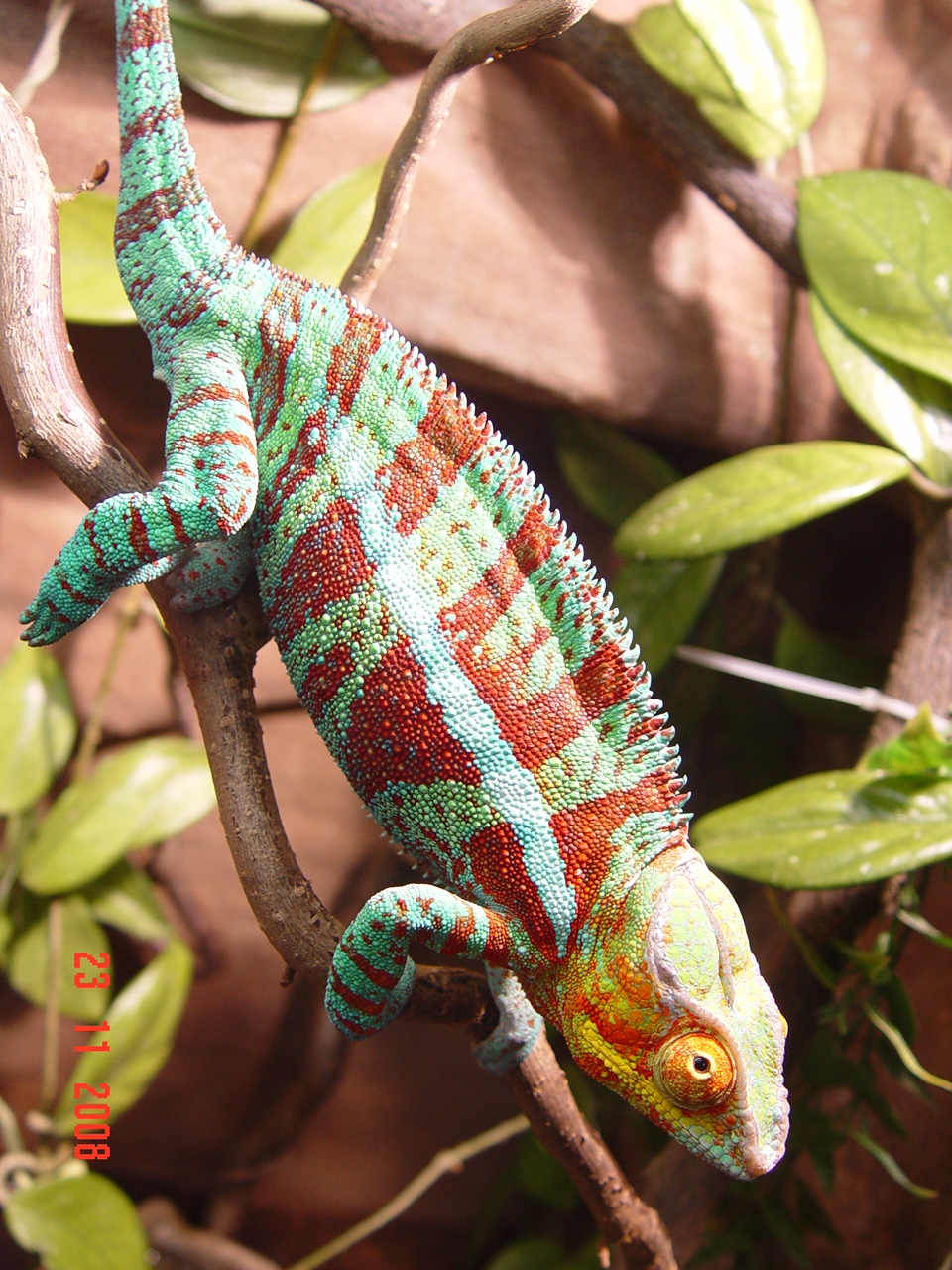Ankify Male