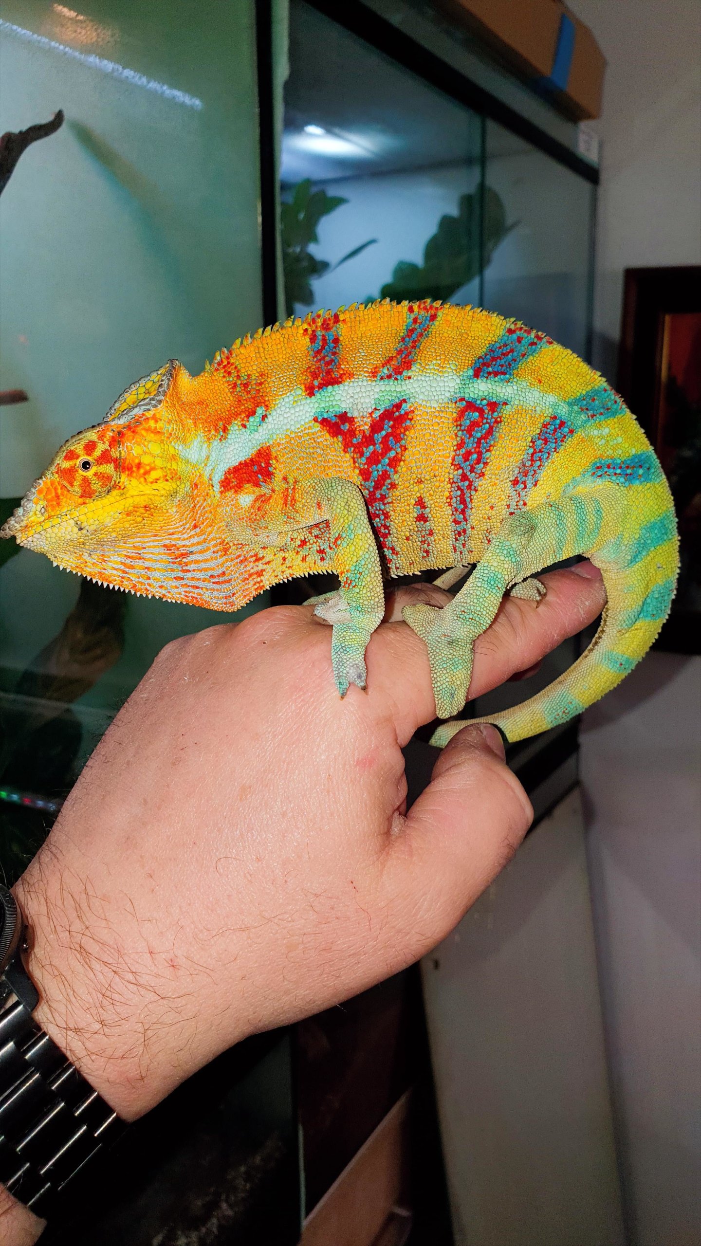 Ankify panther chameleon