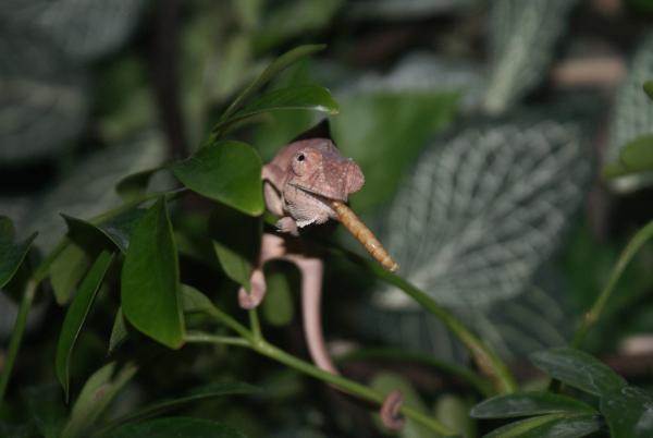 Anna 3 month female ambilobe