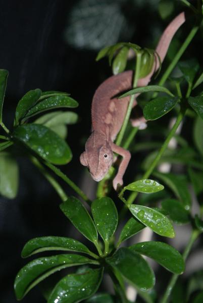 Anna 3 month female ambilobe