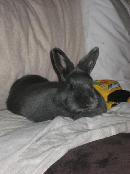 Annabelle, My netherland Dwarf She thinks she owns my bed