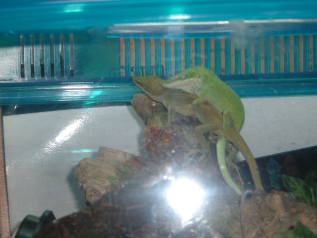 Anolis