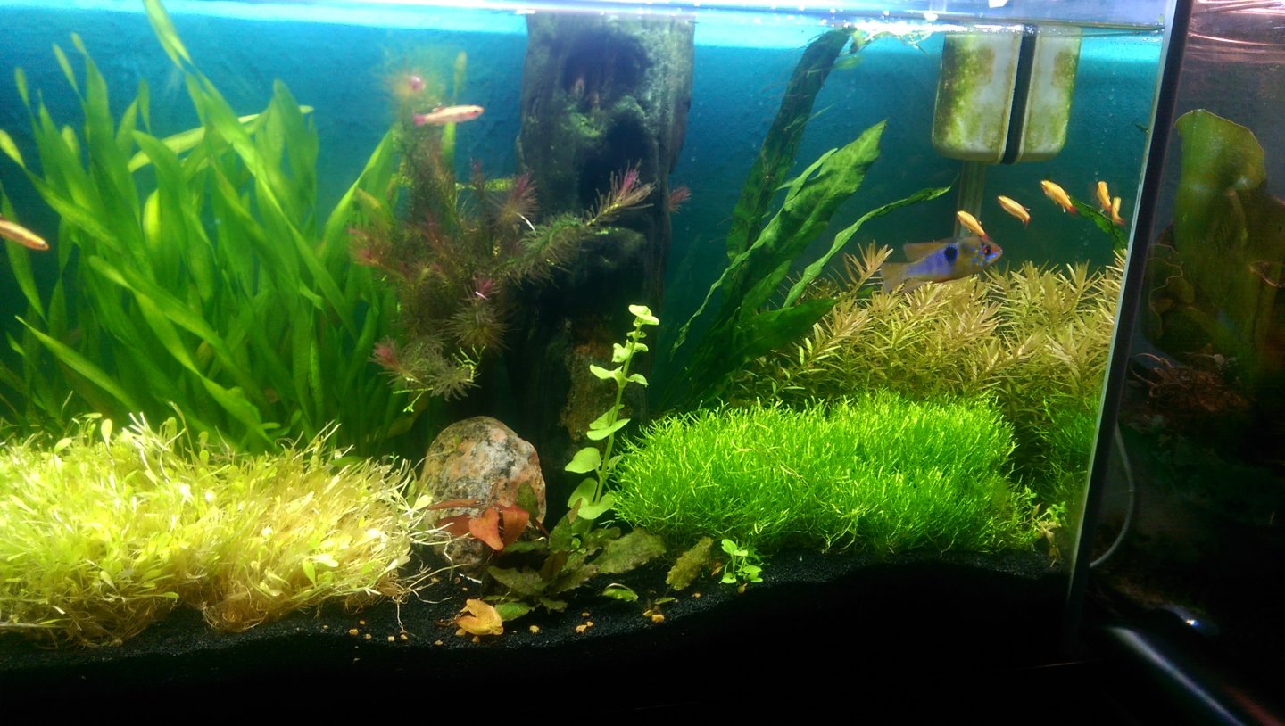 Another Dirted Tank