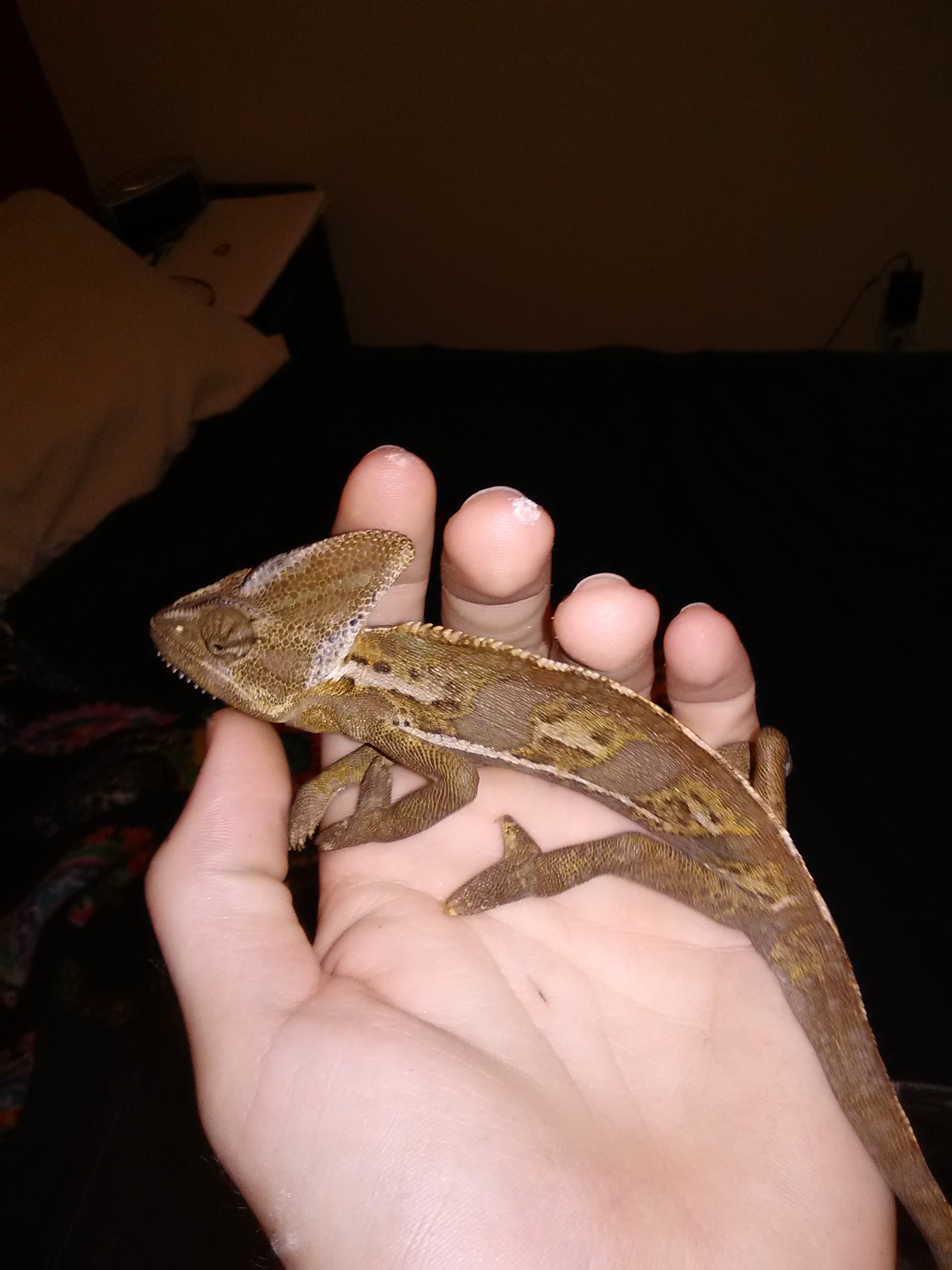 Another het bearded dragon color(breeder)