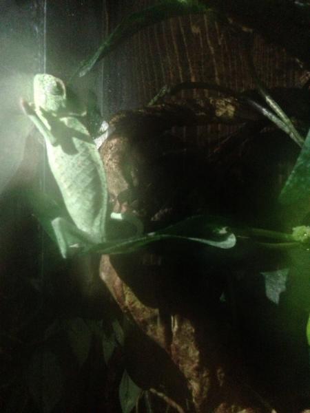 Another look at him sleeping.