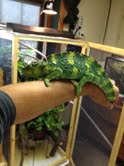 Another of the largest male of the clutch, Miles.