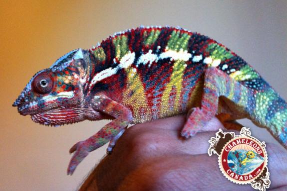 Another one of the males we imported and now one of our breeders! (Ambilobe).