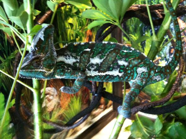 Another pic of Yoshi and the umbrella plant :)