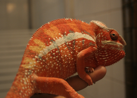 Another Shot Of Lil' Pepe After Seeing His Reflection.