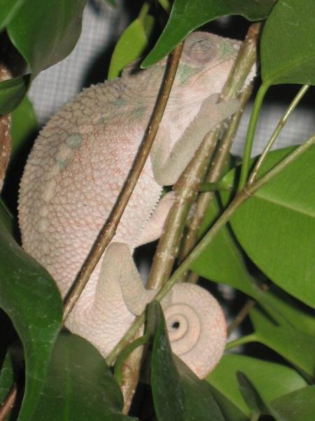 Another sleeping picture.  12-02-2010 3 months and a half old Sambava Panther