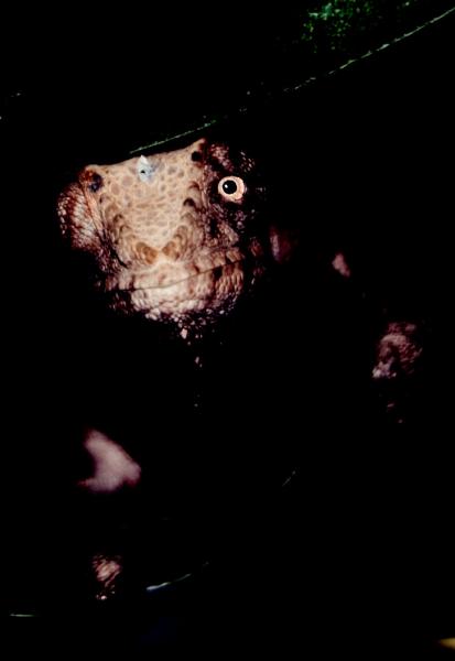 an'ya 

Creeping from the darkness.