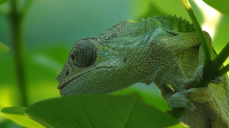 Apollo In Tree