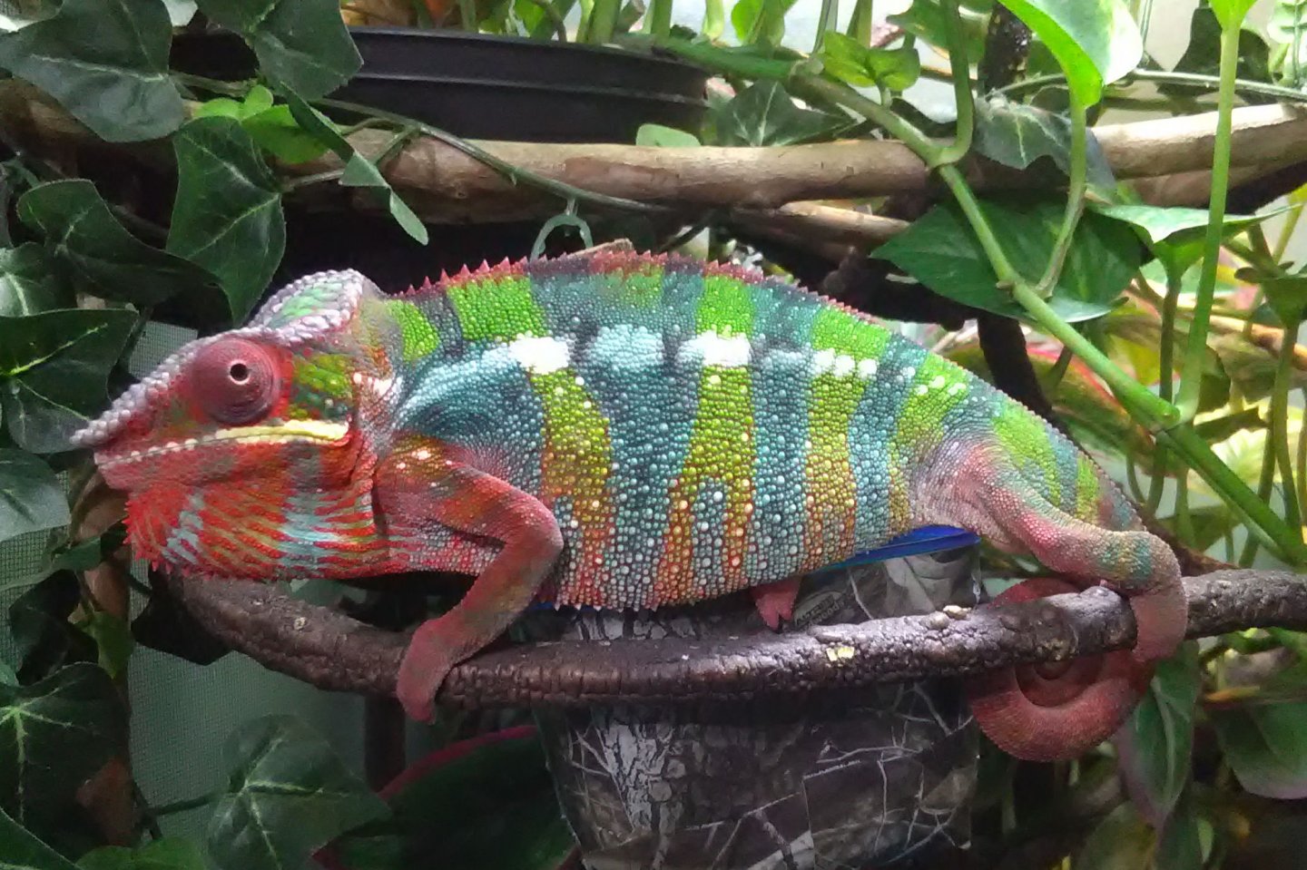 Apollo Perched on Feeder Cup!
