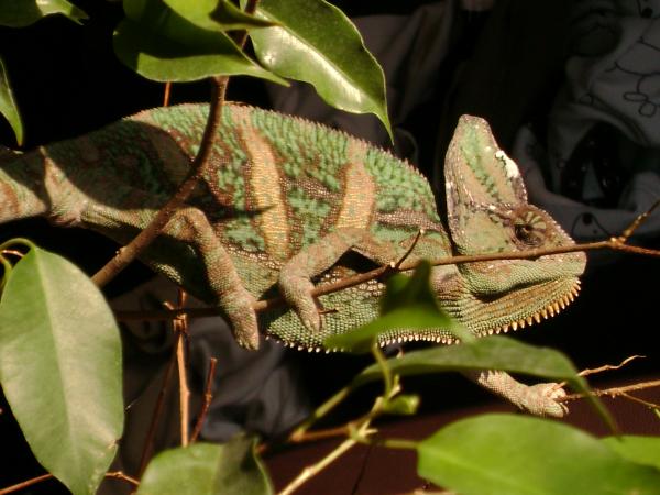 Apolo catching some sun