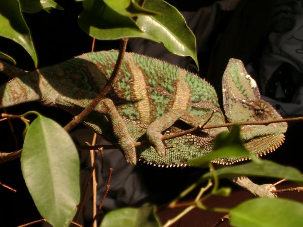 Apolo catching some sun