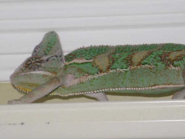 Apolo on the curtian rod