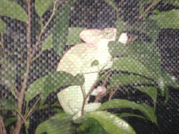 Apolo through the screen