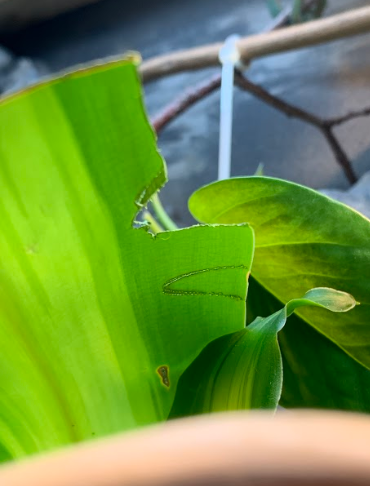 Apparently he's a fan of his REAL plants!