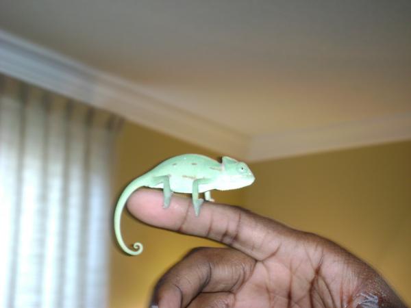 Apple as a baby