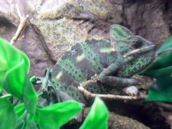 Apple gravid and mad