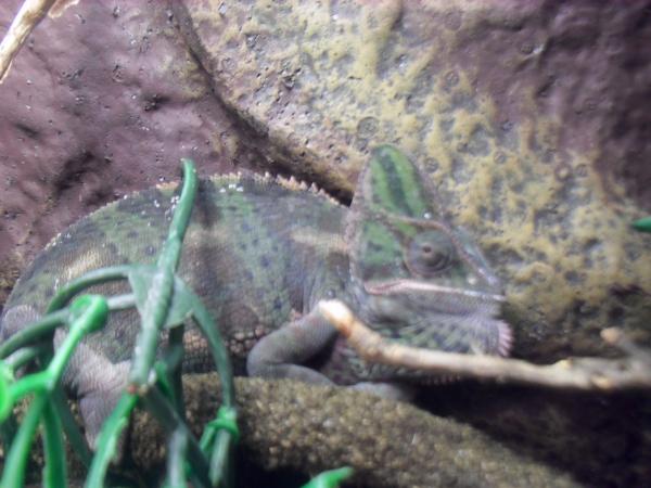 Apple gravid and pissed off