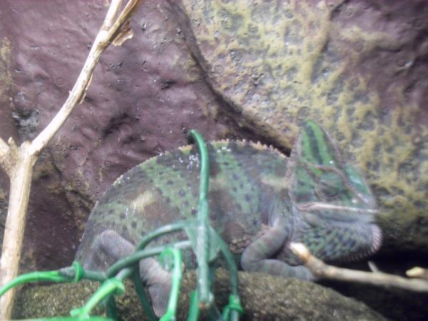 Apple gravid and pissed off