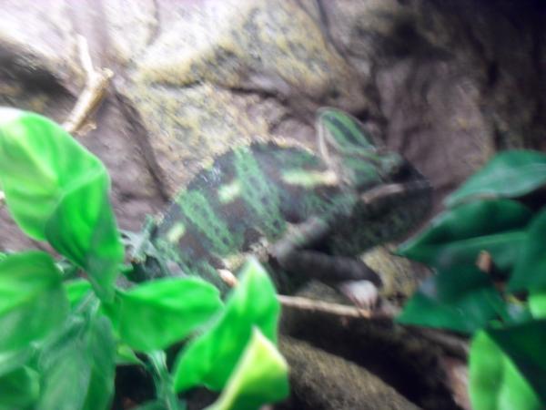 Apple gravid and pissed off