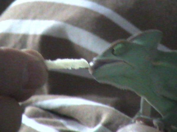 Apple munching