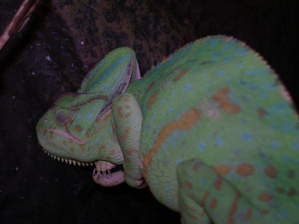 Apple sleeping and gravid