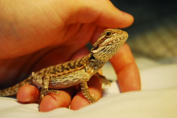 Approximately 2 months old