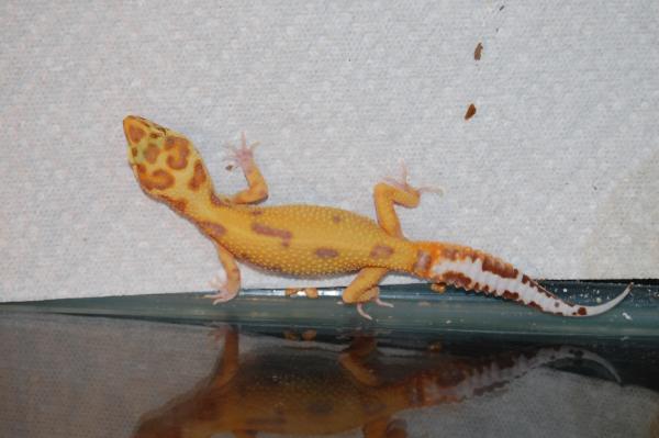 Aptor het Raptor