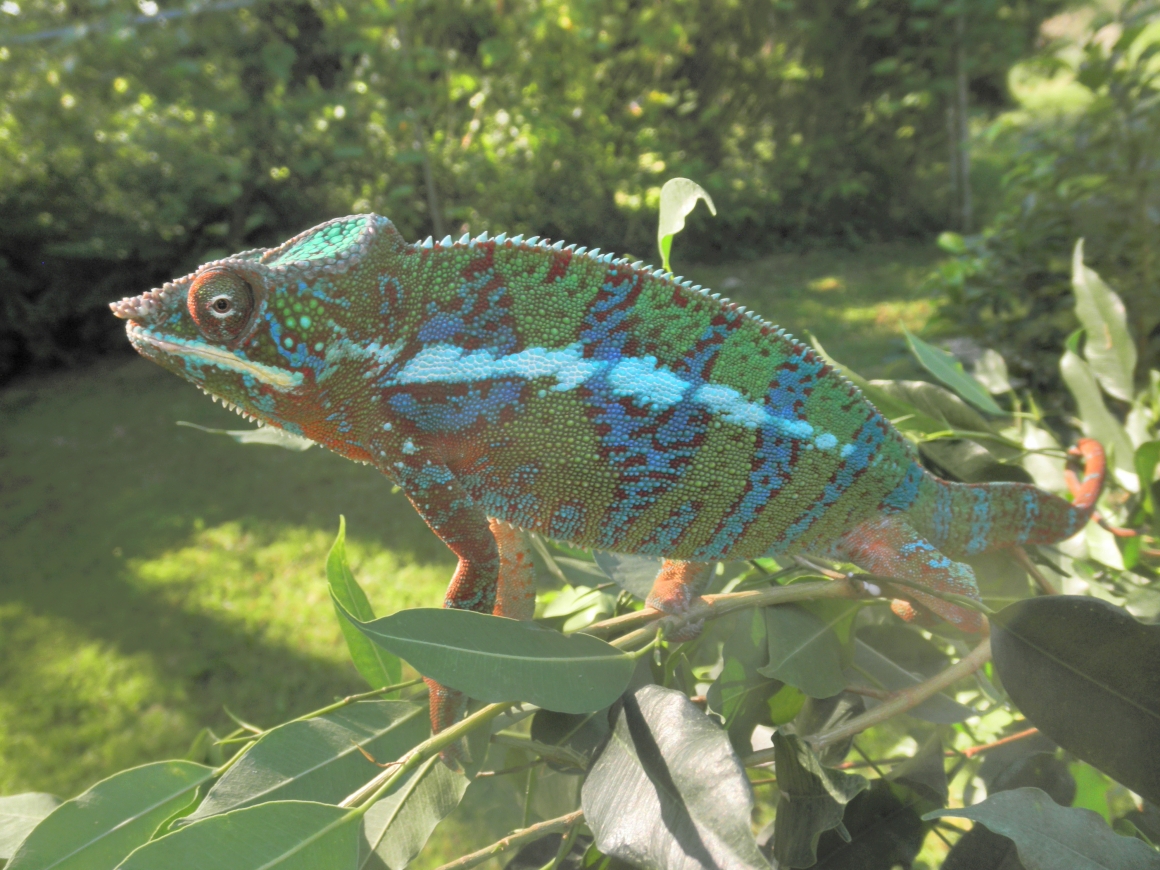 Archimedes Outside Colors