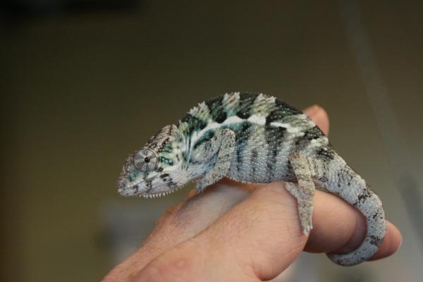 Ares