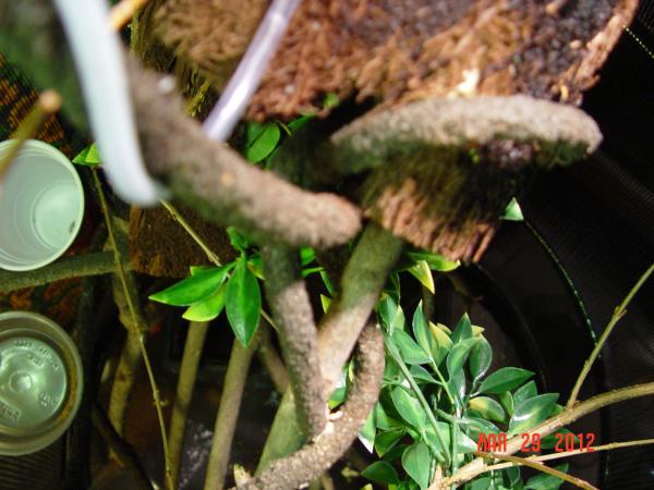 Arial view of the hanging enclosure. Cricket cup and phoenix worm cup easily seen, drip tube coming down in the upper left hand corner. kinda cool con