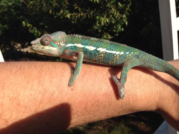 arm candy outside