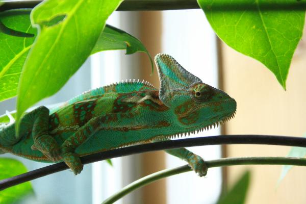 Around 4-5 months old