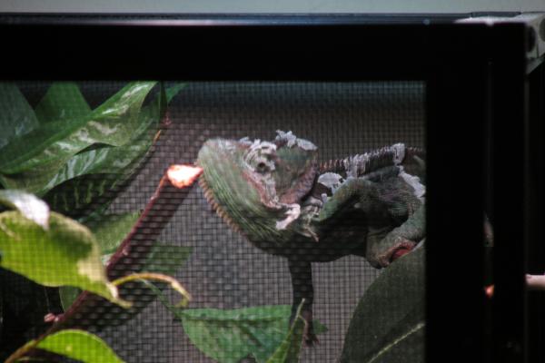 Around 6 1/2 Months Old. This is his third shed with me. After the picture was taken he proceeded to rub his casque against a leaf. Poor boy.