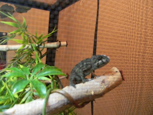 Around July 5th 2012, he was sitting up on his perch looking around.