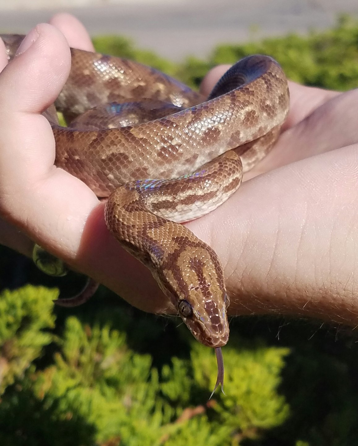 Arrow enjoying the sun