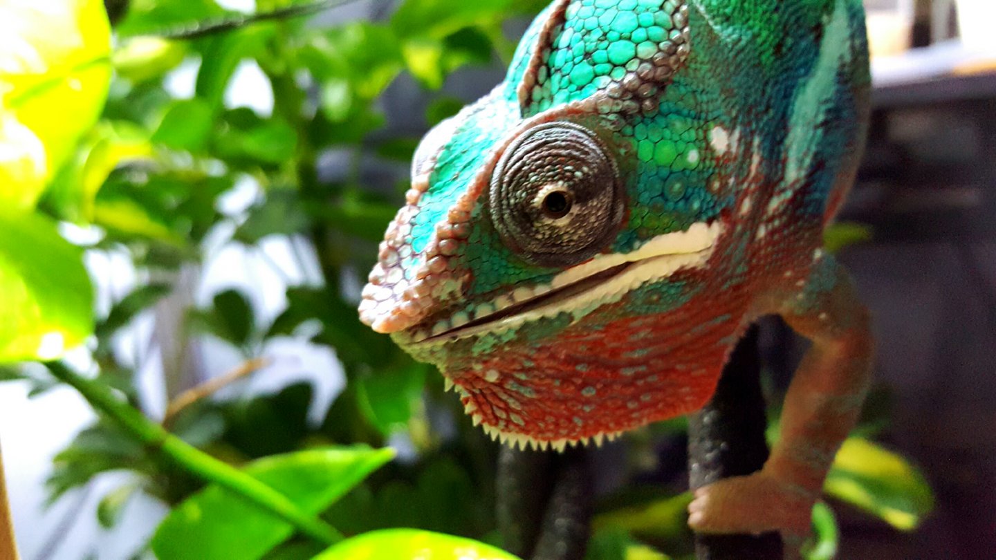 Arrrrgh I'm a pirate