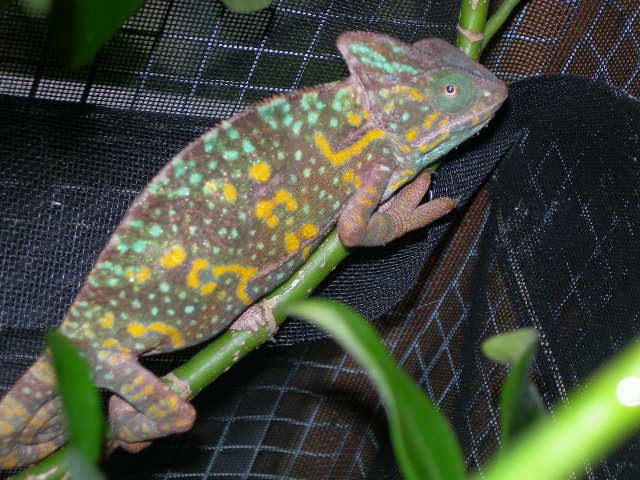 artemis II gravid color