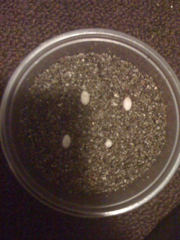 Artemis's first four eggs